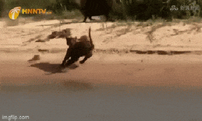 Video: Hà mã không kịp phản ứng trước kỹ năng săn mồi thượng thừa của báo đốm