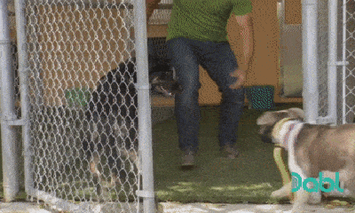 Video: Chó Pitbull hung dữ tấn công chó Béc-giê, kết cục ra sao?