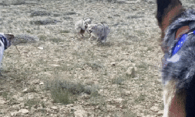 Video: Chó săn bị đàn 