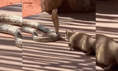 Video: Lạ lùng khoảnh khắc cầy mangut và rắn hổ mang chúa vờn nhau như đang 