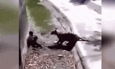 Video: Rợn người cảnh hổ trắng ngoạm cổ nam thanh niên, kéo lê trên đất