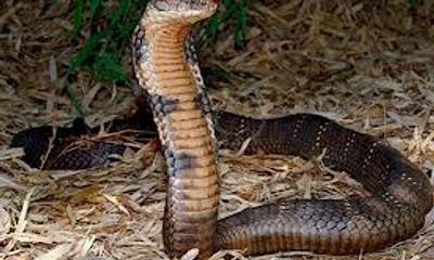 Bị rắn cắn chết vì mang rắn độc vào nhà nghỉ