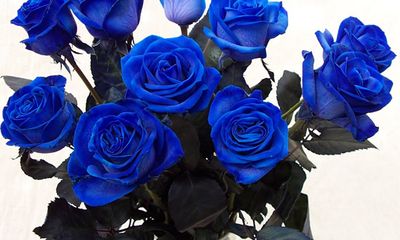 Quà độc Valentine: Hoa hồng xanh giá gần 2 triệu gây tranh cãi