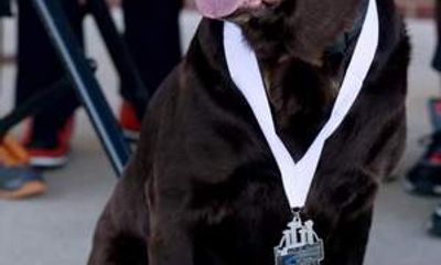 Chú chó giành huy chương bán maraton đầu tiên trên thế giới 