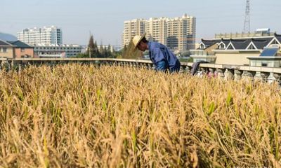 Kỳ lạ nông dân trồng lúa trên… nóc nhà