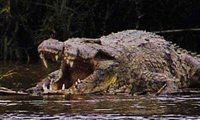 Truy bắt cá sấu khổng lồ ăn thịt hàng trăm người