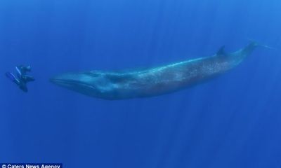 Nín thở giây phút thợ lặn “đối đầu” cá voi 