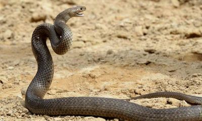 Thả 2.000 chuột chết để giết… rắn