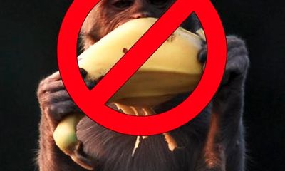 Kỳ lạ sở thú cấm khỉ ăn chuối