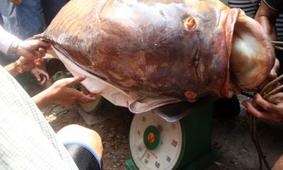TP.HCM: Bắt được cá hô nặng gần 130 kg