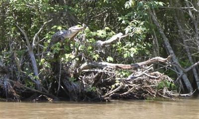 Kỳ lạ cá sấu biết… leo cây
