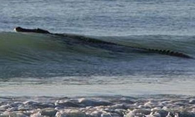 Bãi tắm biển Australia: Hết cá mập lại đến cá sấu 