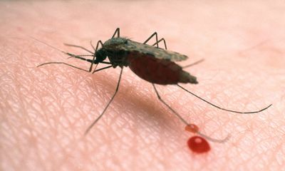 Bệnh sốt rét: Cách phòng tránh hiệu quả trong mùa mưa