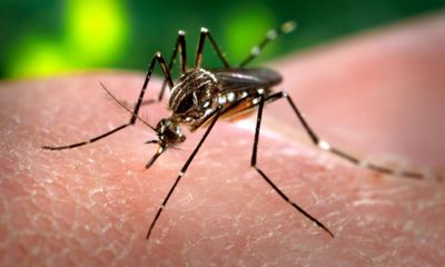 Lý giải hiện tượng muỗi “chọn người hút máu”