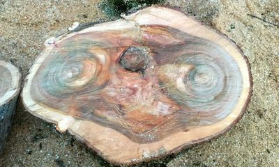 Kinh ngạc mặt người ngoài hành tinh trong thân cây