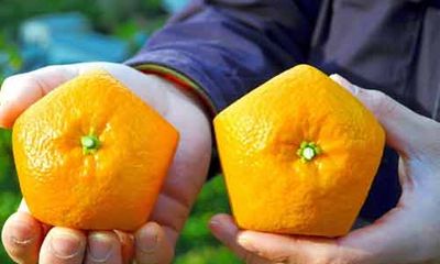 Độc đáo trái cây có hình ngũ giác ở Nhật Bản