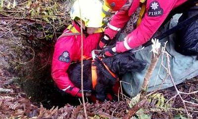 Huy động 19 lính cứu hỏa giải cứu một chú chó rơi xuống giếng