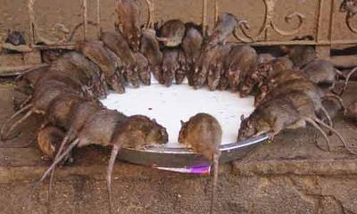 Kỳ lạ ngôi đền được tín đồ tôn thờ hơn 20.000 con chuột 