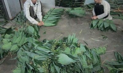 Nhiều hộ dân đổi đời từ công việc “nhặt lá... hóa tiền” 