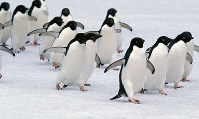 Jetstar Pacific giành riêng chuyên cơ chở 15 con chim cánh cụt 