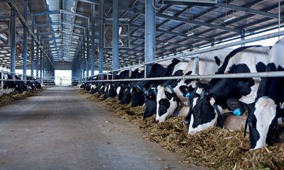 Bầu Đức hợp tác với Nutifood sản xuất sữa tươi