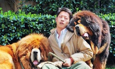 Doanh nhân bất động sản Trung Quốc chi 42 tỷ để mua thú cưng
