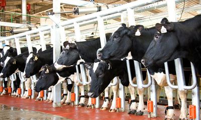 Bà chủ TH True Milk sẽ nuôi bò, chế biến sữa trên Tây Nguyên