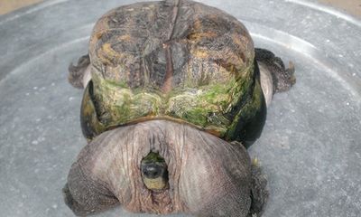 Con rùa có hình thù “siêu dị” được trả giá hàng trăm triệu đồng