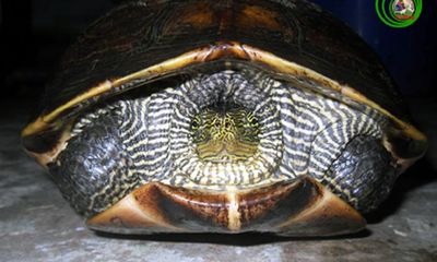 Đà Nẵng: Đã xác định chính xác tên của rùa lạ