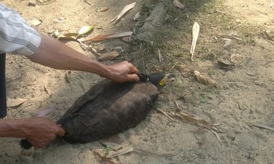 Phú Yên: Phóng thích chim lạ, nghi đại bàng