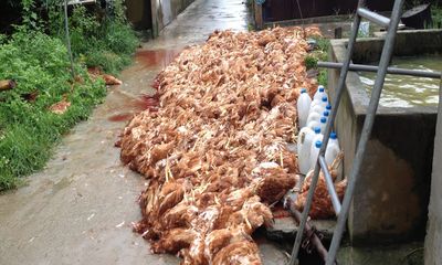 Bi hài chuyện 5.400 con gà chết vì điện ở Hải Dương