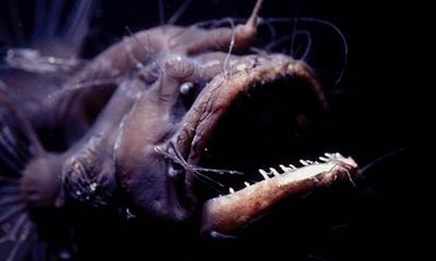 Kiểu sinh sản kỳ quặc của loài cá quỷ Anglerfish