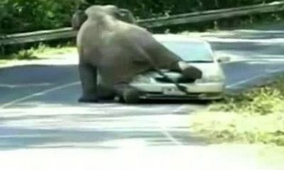 Ngỡ ngàng chú voi xông ra đường, nhảy lên nóc xe ôtô 