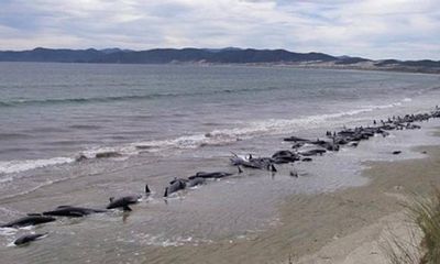 Hơn 100 con cá voi chết vì mắc cạn trên bờ biển New Zealand