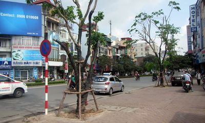Đầu tư 3,5 tỷ đồng thay thế nhiều cây xanh trên các phố Hà Nội