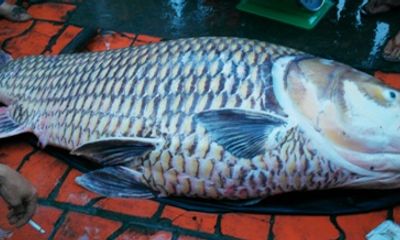 Vĩnh Long: Bắt được cá hô vàng nặng 130kg