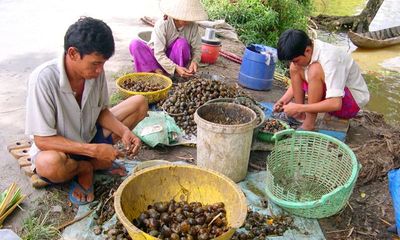 Nông dân Việt Nam lại nhen nhúm bán ốc bươu vàng sang Trung Quốc