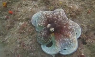 Video: Khám phá nghệ thuật ngụy trang siêu đẳng của bạch tuộc