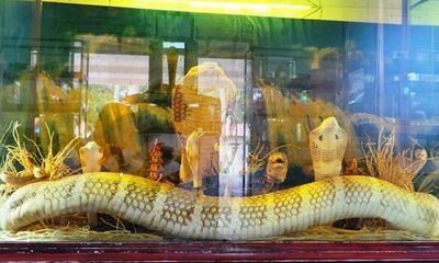 Cận cảnh những con rắn hổ mang chúa “khủng” ở Việt Nam