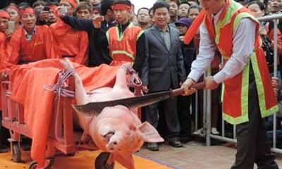 Bắc Ninh: Lễ hội chém lợn đổi thành lễ hội rước lợn?