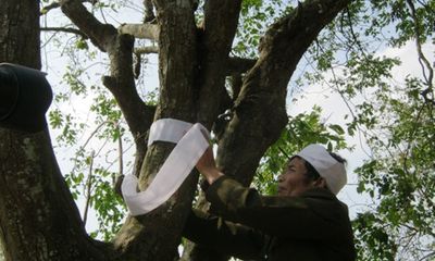 Giải mã phong tục 'chít khăn tang' cho cây ở làng ven đô 