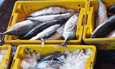 Cá ngừ sọc dưa Trường Sa tăng giá, ngư dân “bỏ túi” cả trăm triệu đồng
