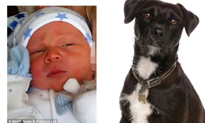 Chó cưng ghen tị cắn chết đứa con 3 tuần tuổi của chủ