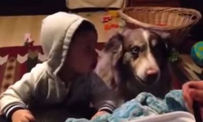 Clip chú chó tập phát âm từ “mama” cùng em bé cực dễ thương