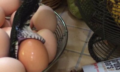 Hoảng vía clip rắn bò vào nhà ăn cắp trứng gà