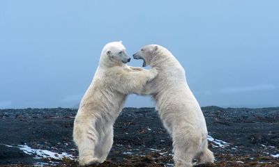 Thú vị khoảnh khắc yêu thương của 2 chú gấu Bắc Cực