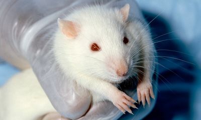 Nghiên cứu tạo ra máy tính hữu cơ từ bộ não chuột