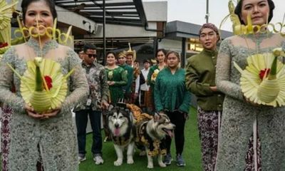 Indonesia: Bị chỉ trích vì tổ chức đám cưới xa hoa cho chó cưng