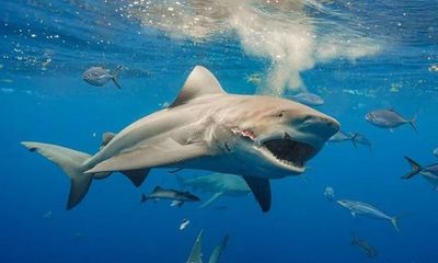 Phát hiện nhiều cá mập tại Mỹ có biểu hiện lạ nghi do nuốt phải cocaine