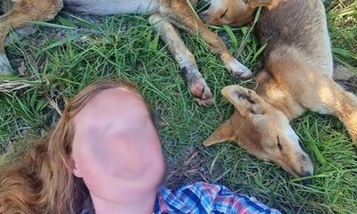 Australia: Chụp ảnh cùng chó hoang, du khách bị phạt hơn 35 triệu đồng 